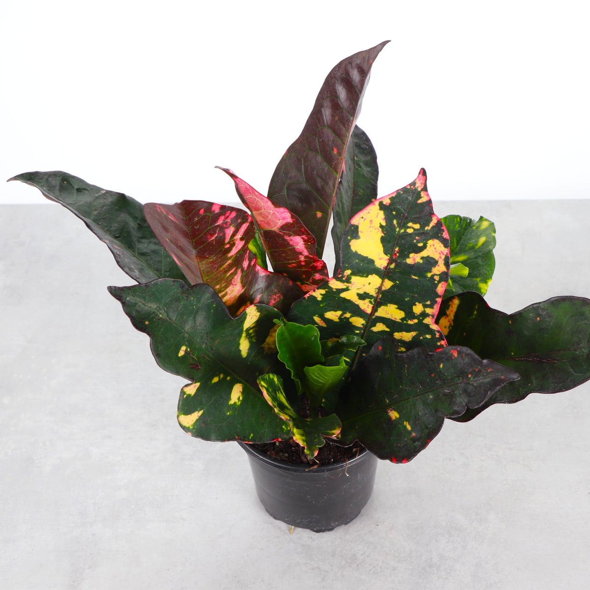 Multicolor Croton 'Magnificent' - 4" Live Plant