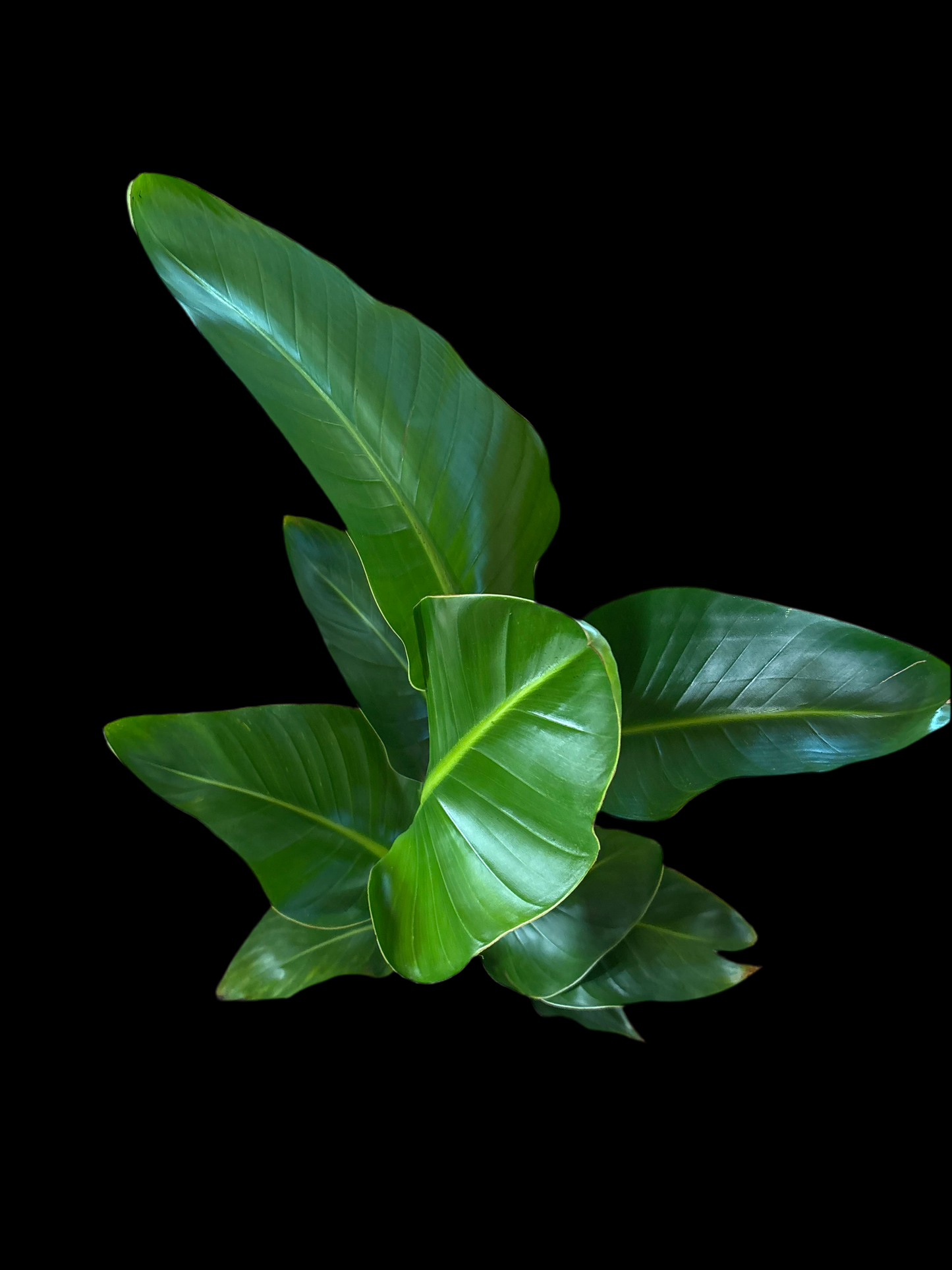 Bird of Paradise