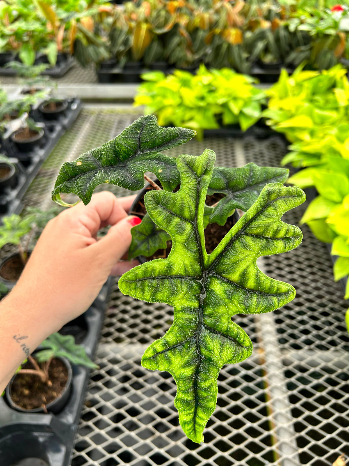 Alocasia Jacklyn - 4" Live Plant - RARE