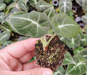 Alocasia Black Velvet. starter