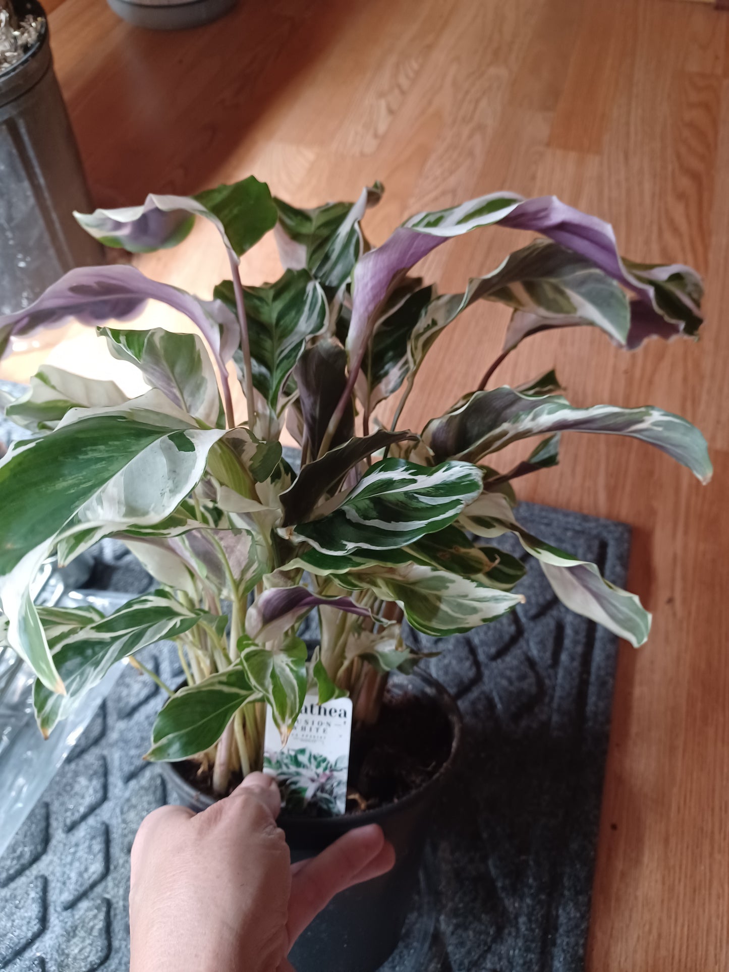 Calathea Leitzei (aka Fusion White), 6" pot