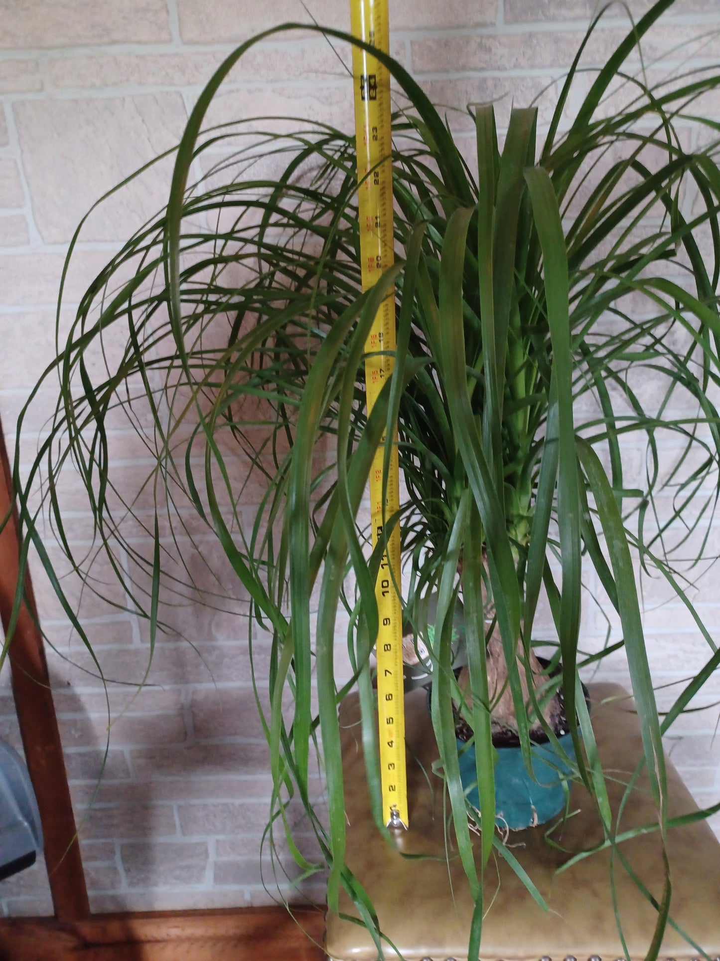 Ponytail Palm, 8" pot