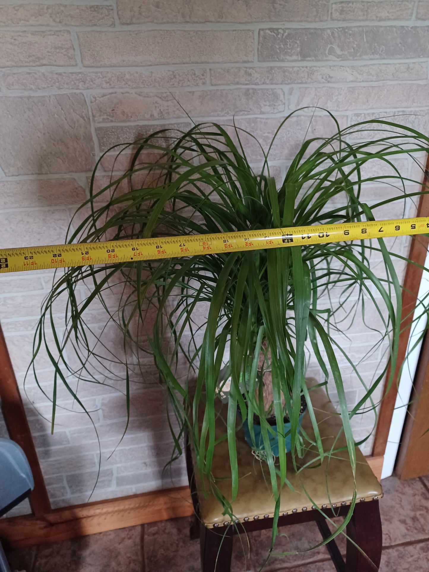Ponytail Palm, 8" pot