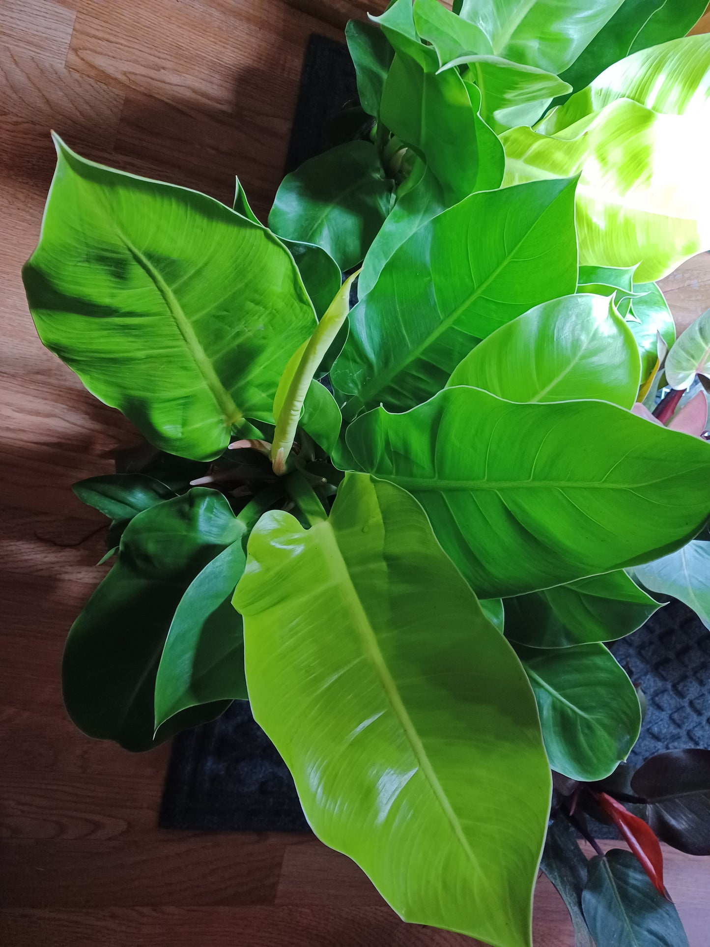 Philodendron Hederaceum "Moonlight", 8” pot