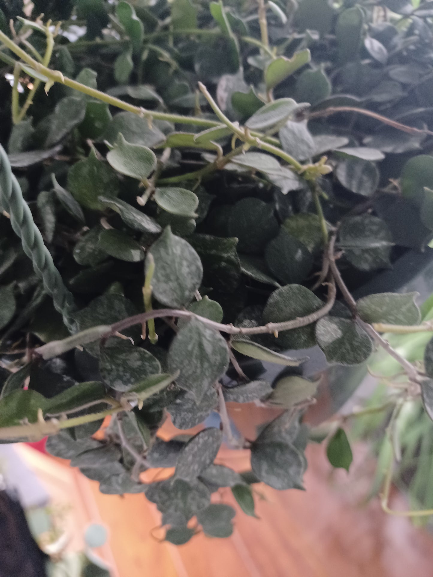 Hoya Curtisii 8" Hanging basket