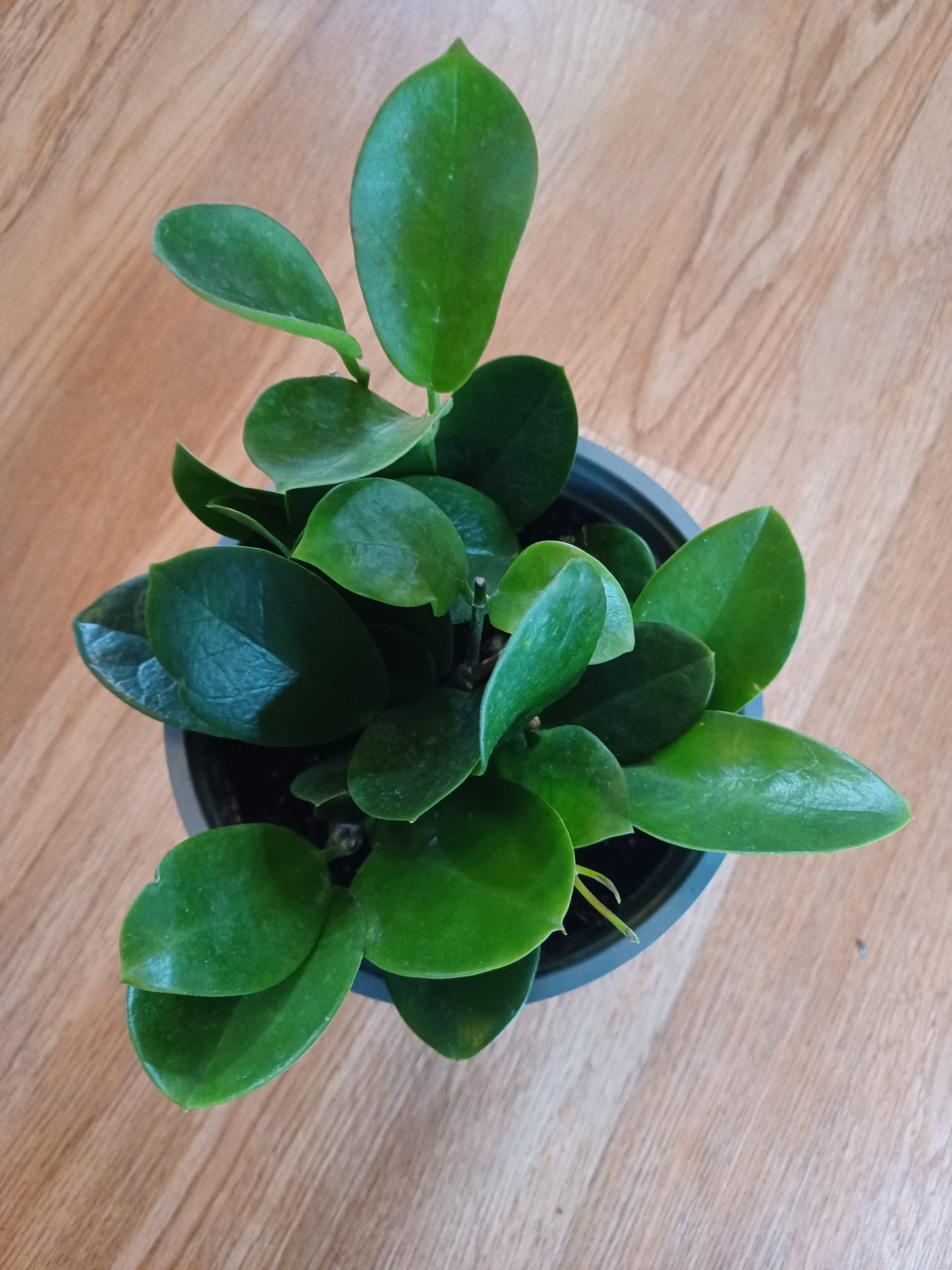 Hoya Australis, 6" pot