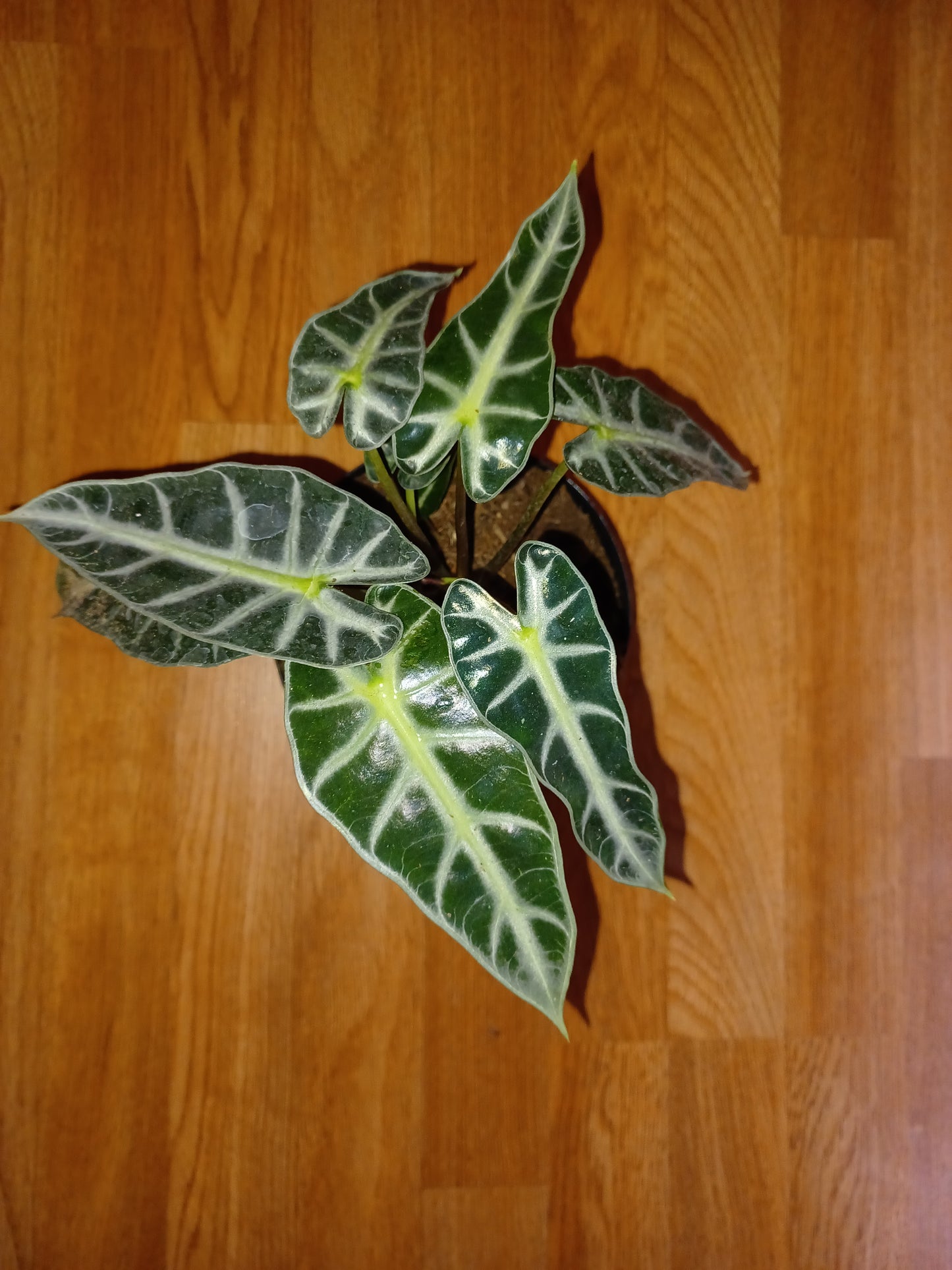 Alocasia Bambino, 6" pot
