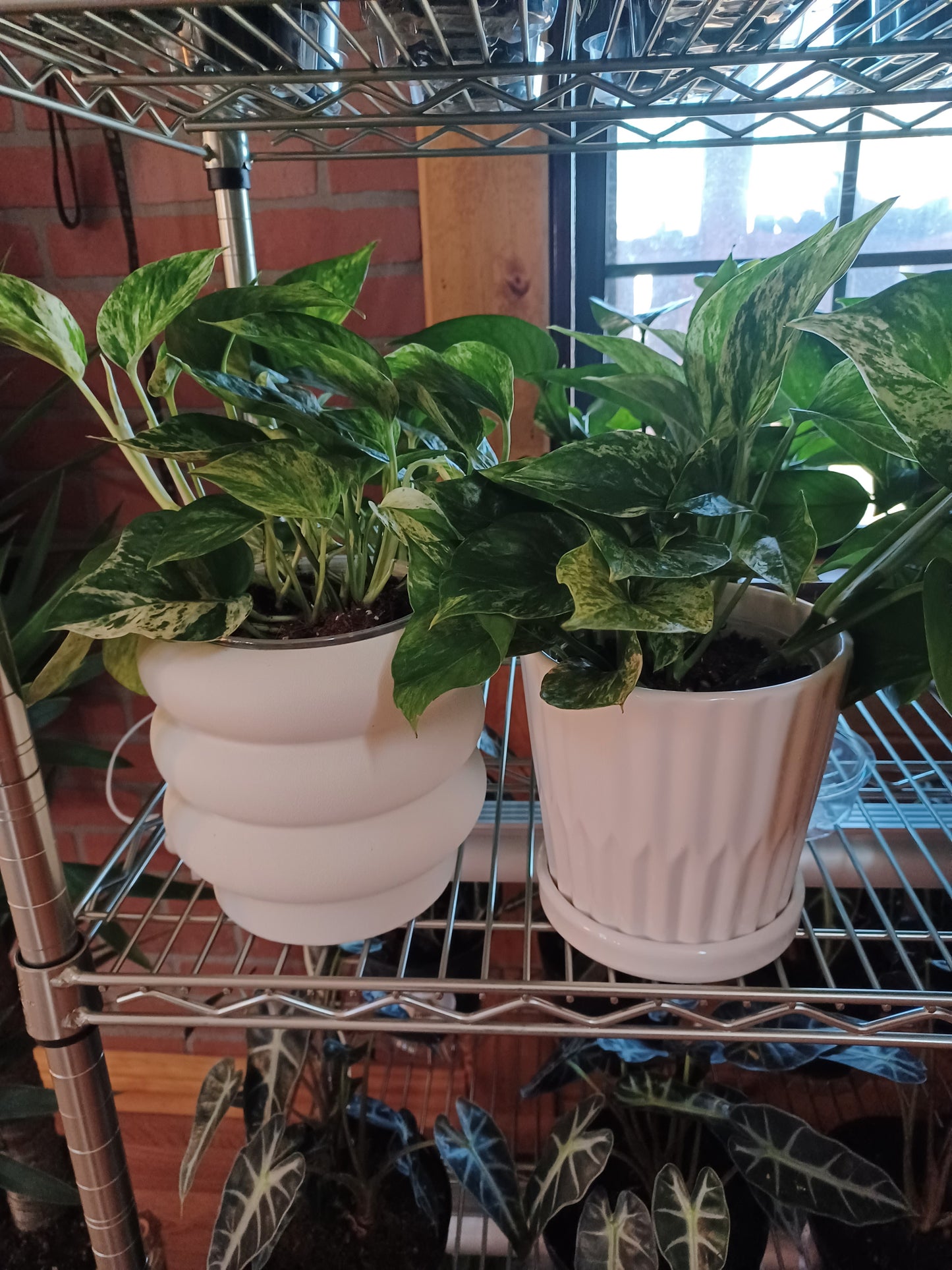 6" Ceramic Cover Pot (works for 5" to 6" Nursery pot but not 6" azalea pot). PLANT priced Separately