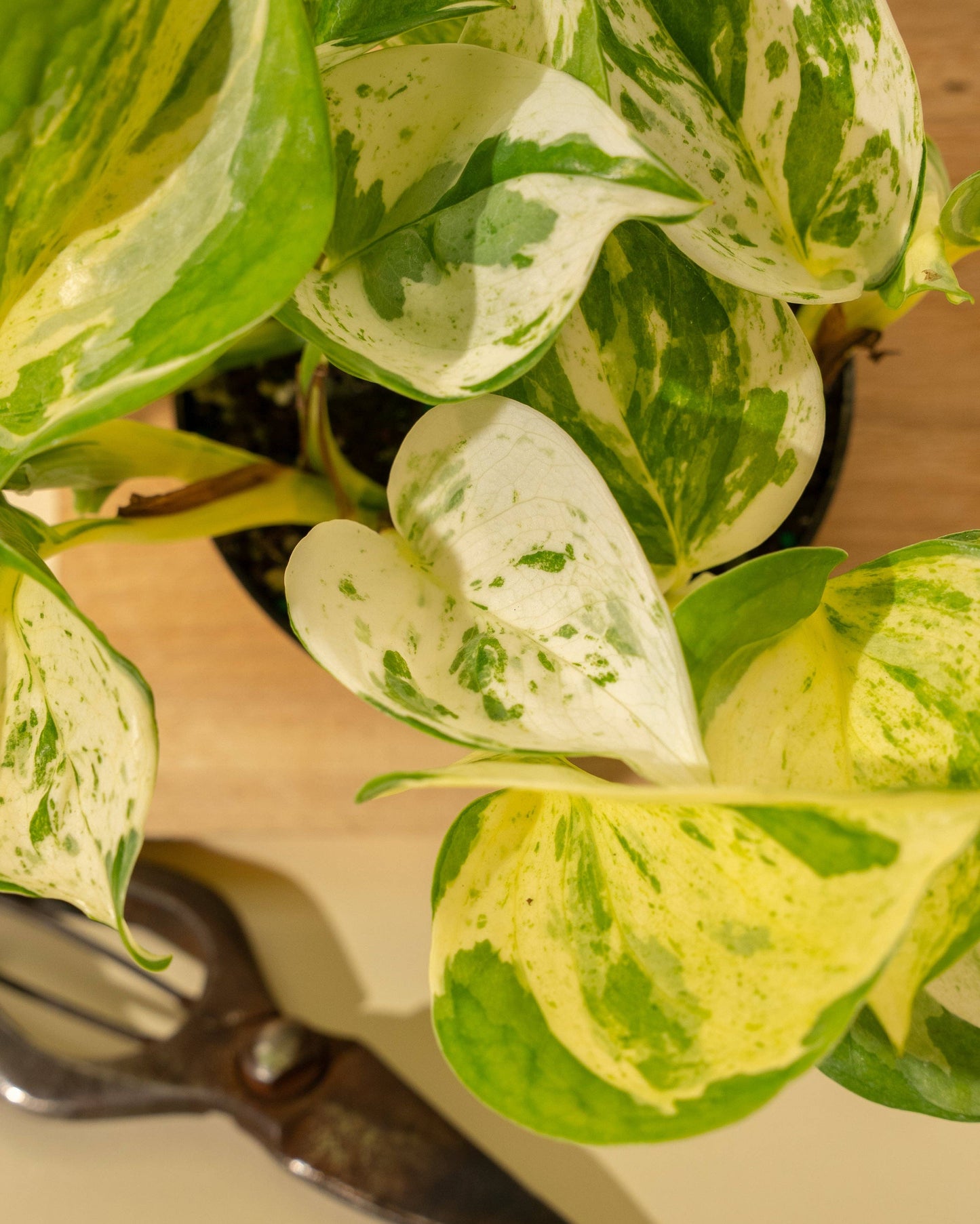 4" Epipremnum Aureum 'Manjula Compacta'