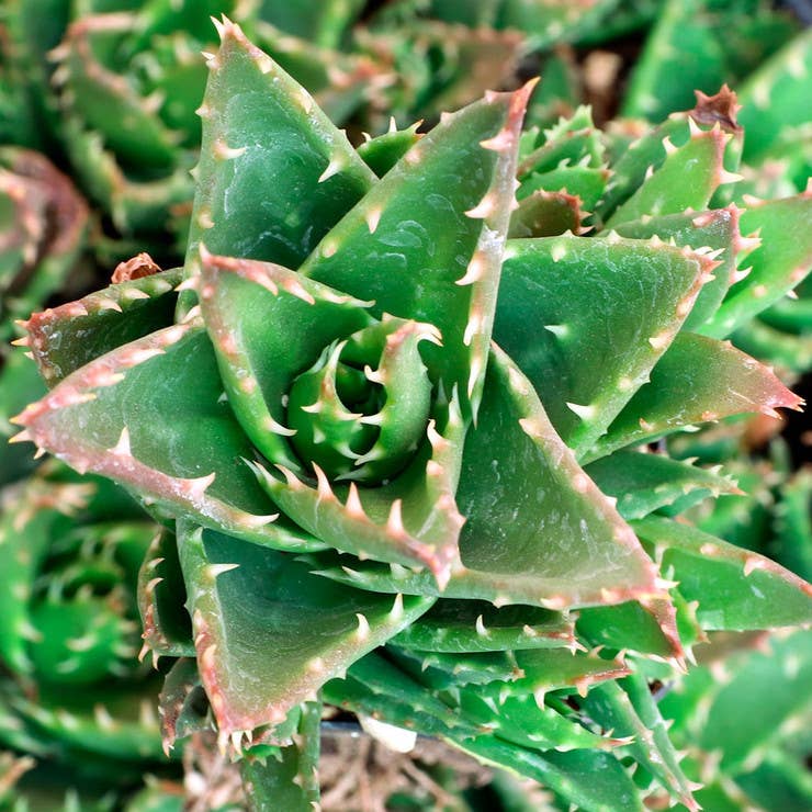 Aloe-mitriformis - Mitre Aloe