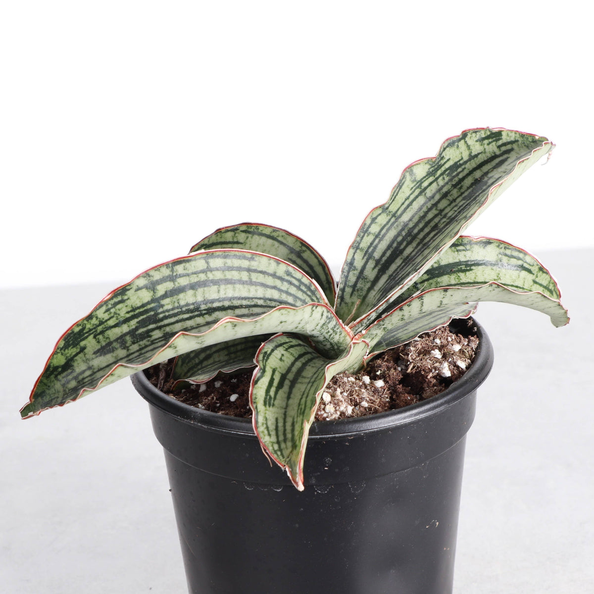Cleopatra Snake Plant - 4" Live Plant - Rare