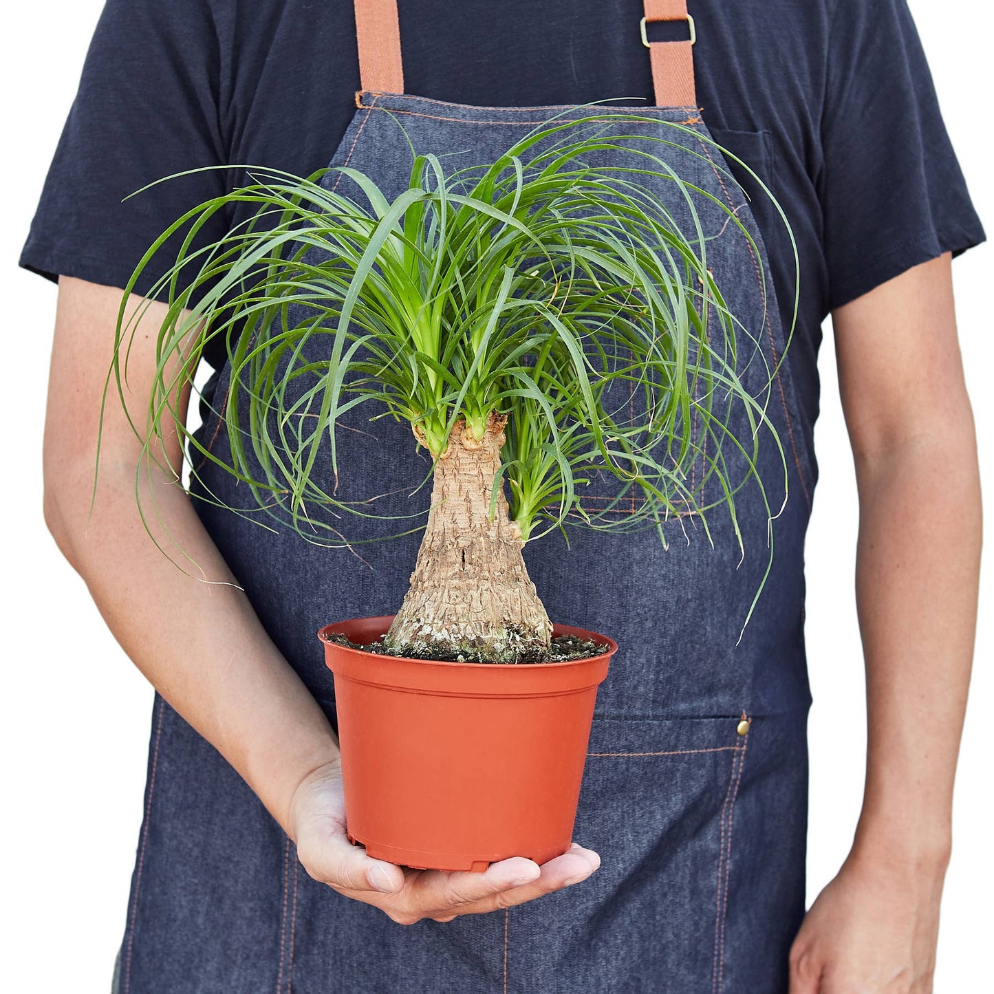 PALM PONYTAIL 6-inch