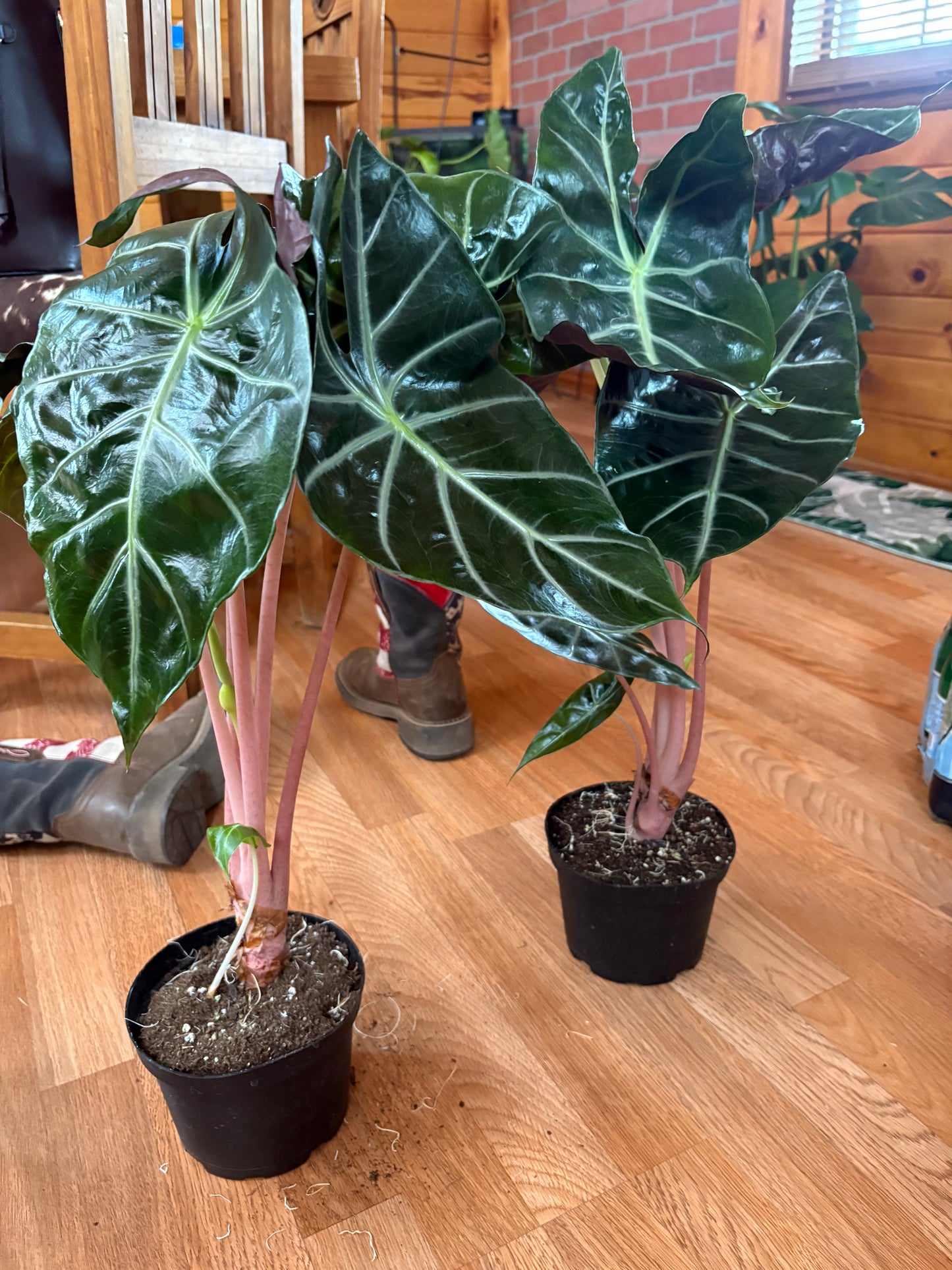 Alocasia Pink Dragon - 6" Pot