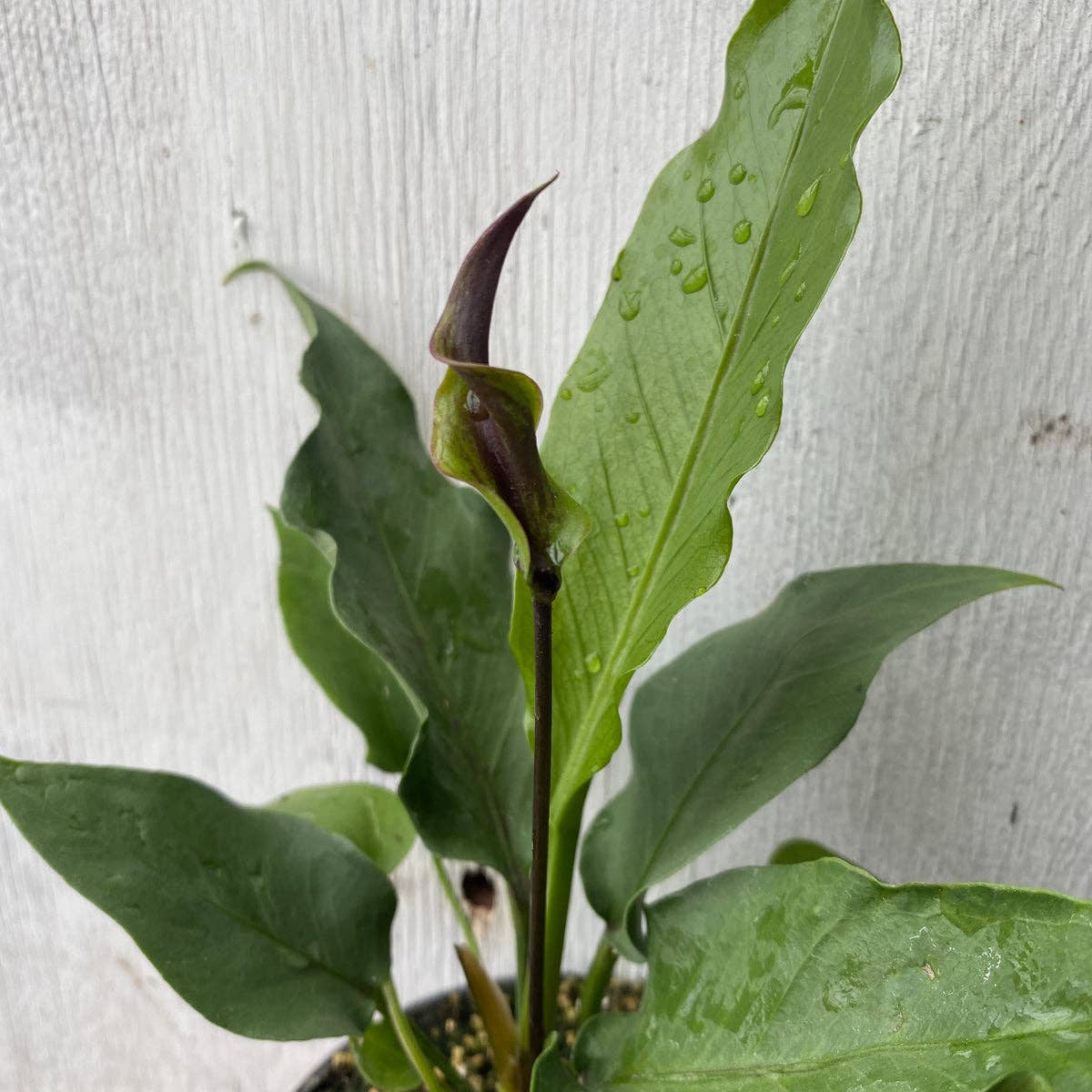 Anthurium Big Red Bird