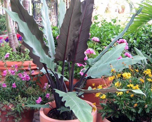 Alocasia Lauterbachiana. starter
