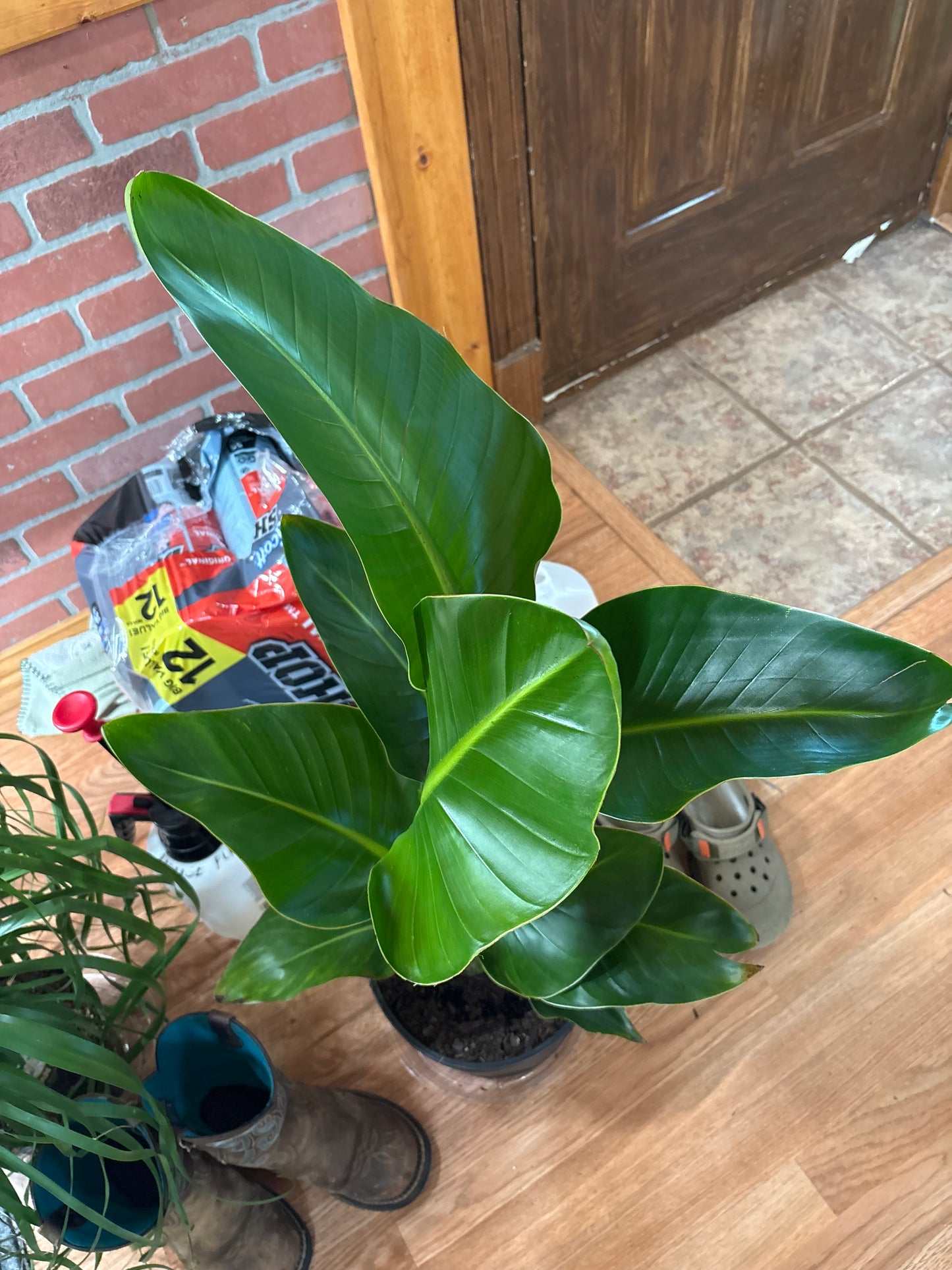 Bird of Paradise