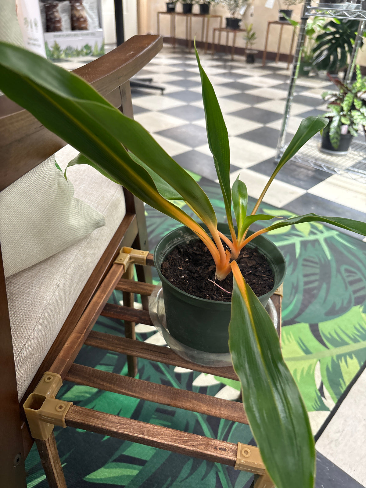 Spider Plant 'Fire Flash' - 6" Pot