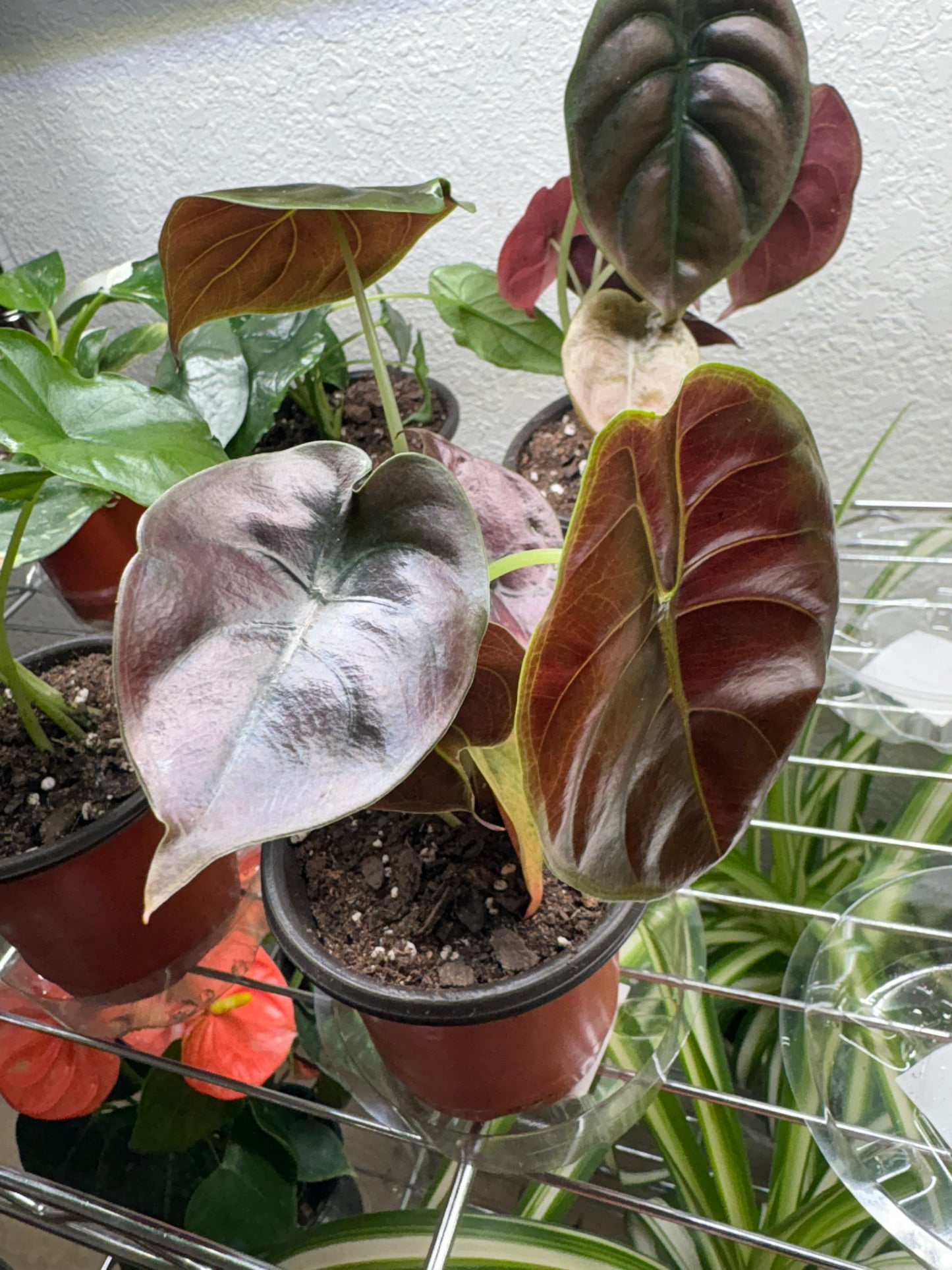 Alocasia Cuprea “Red Secret”