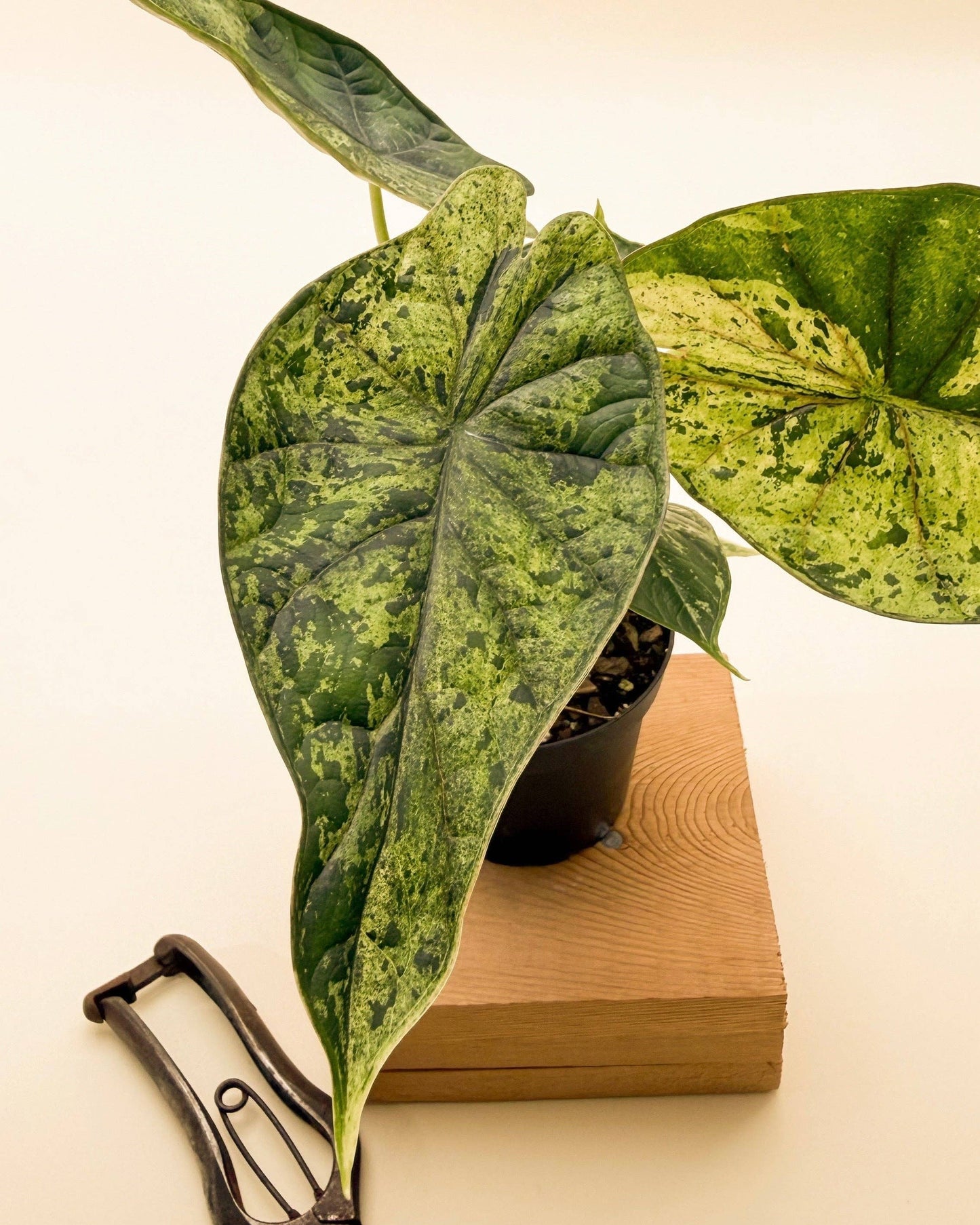Variegated Alocasia 'Green Dragon Scale Mint'