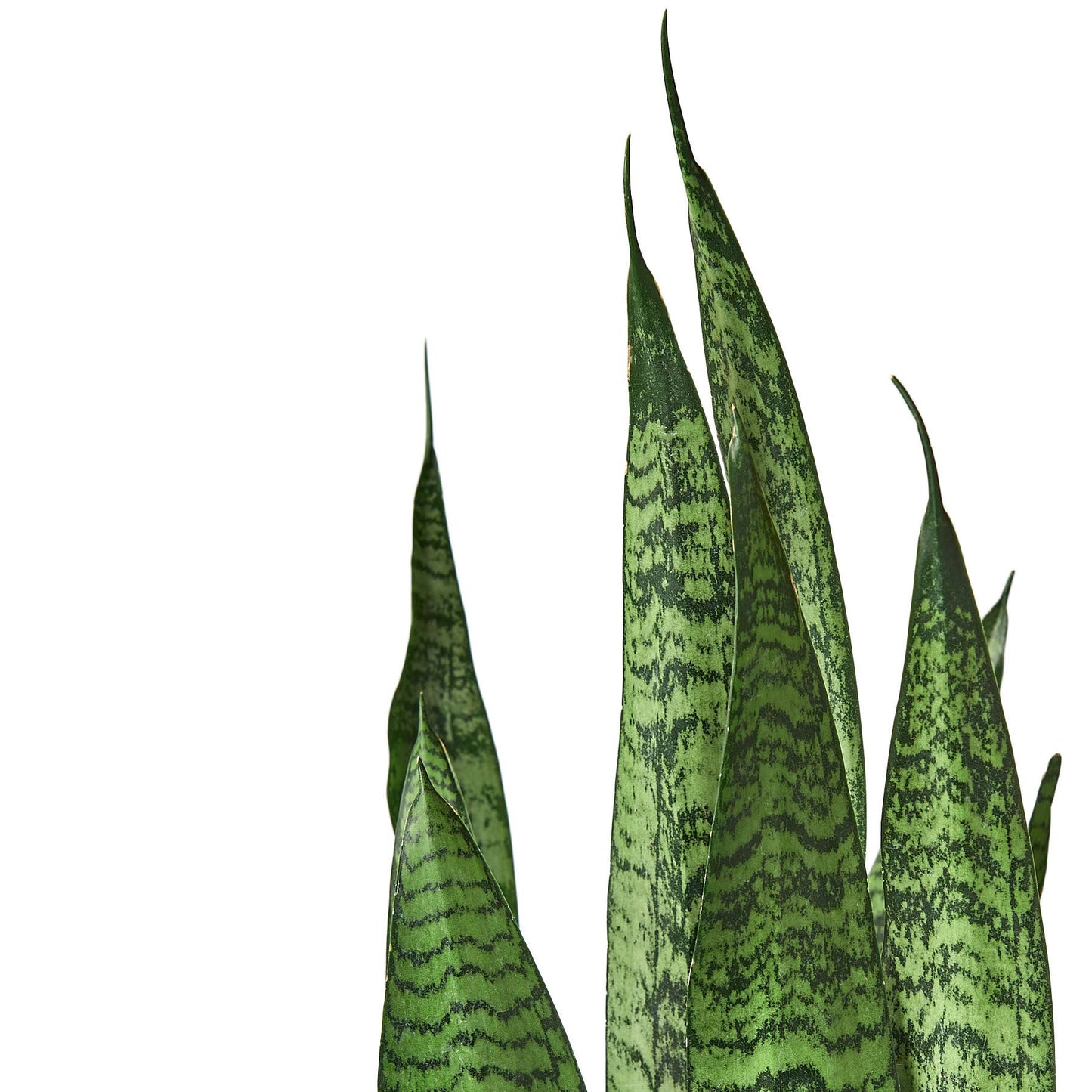 SNAKE ZEYLANICA 6-inch pot