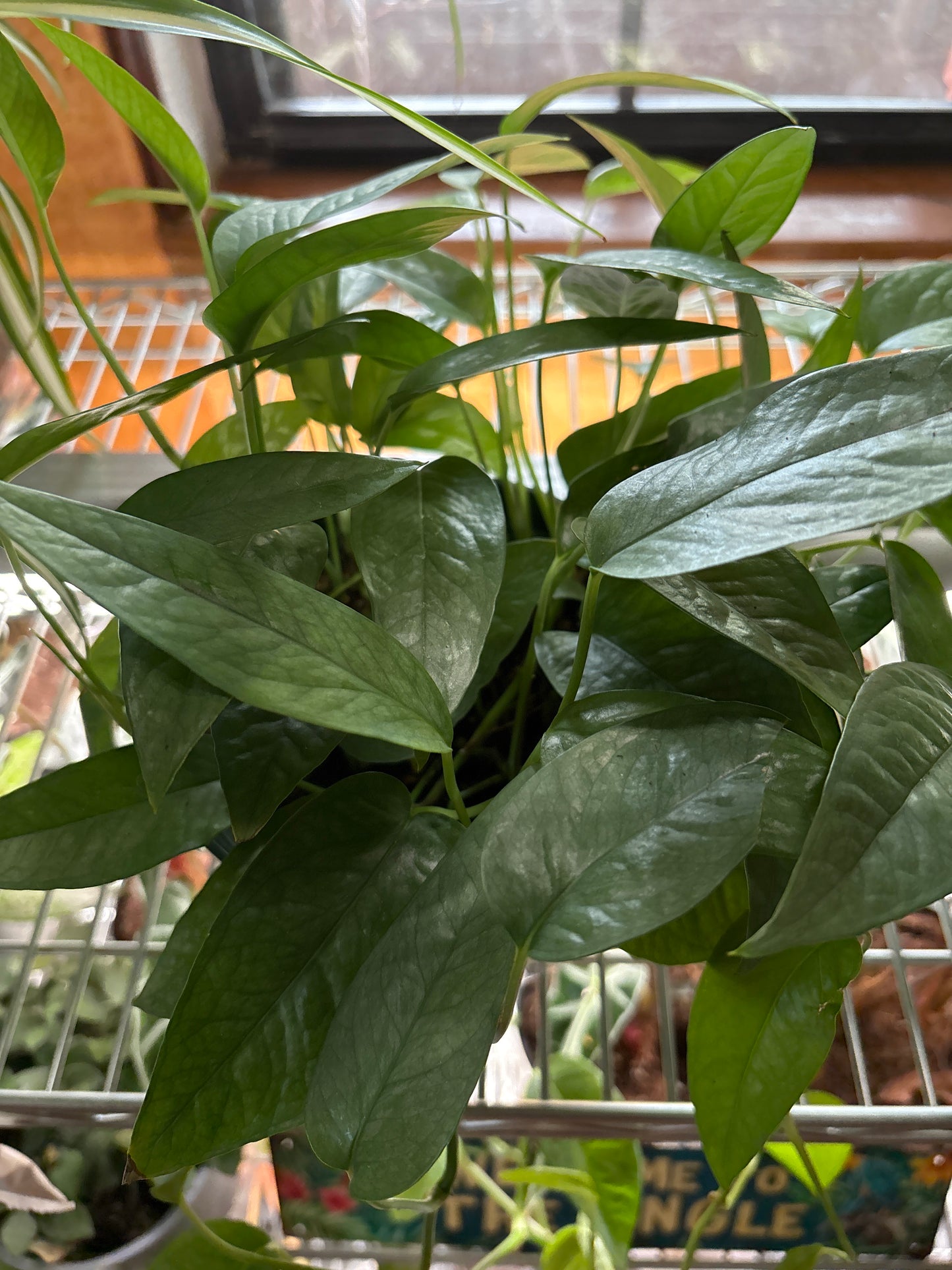 Pole Dancing class for Plants Saturday, June 14, 2025