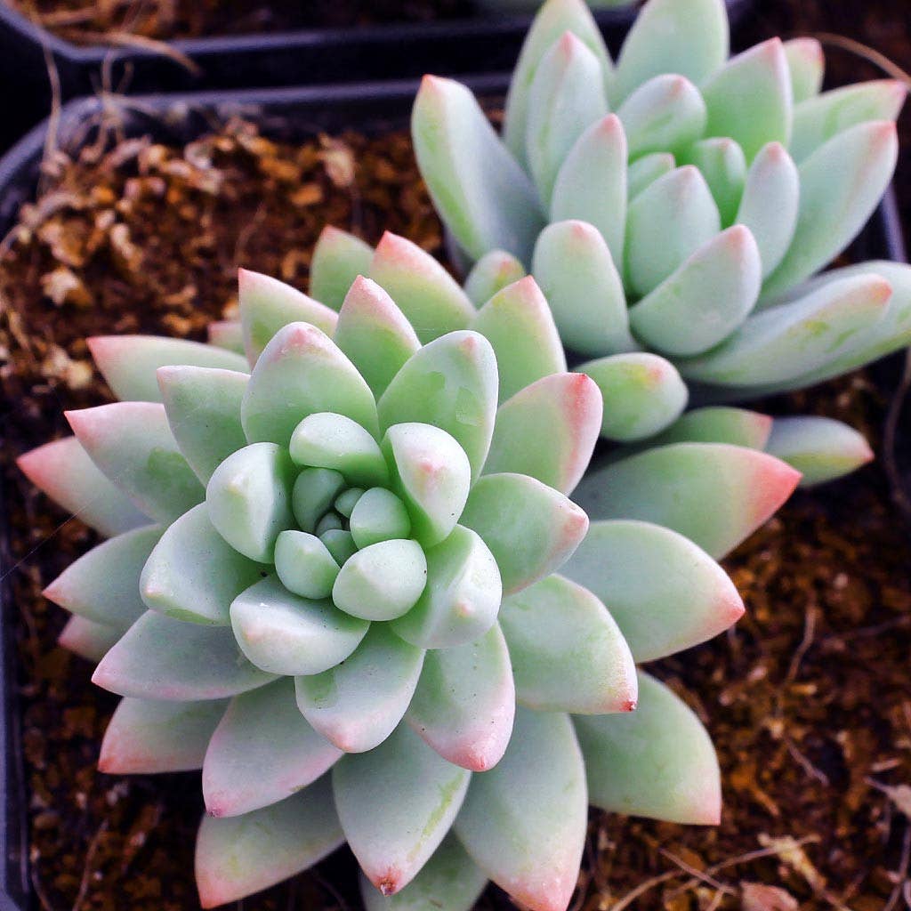 Sedeveria 'Blue Burrito'