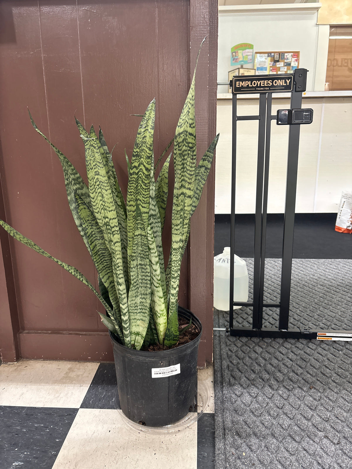 Snake plant "Zeylanica" 10" pot