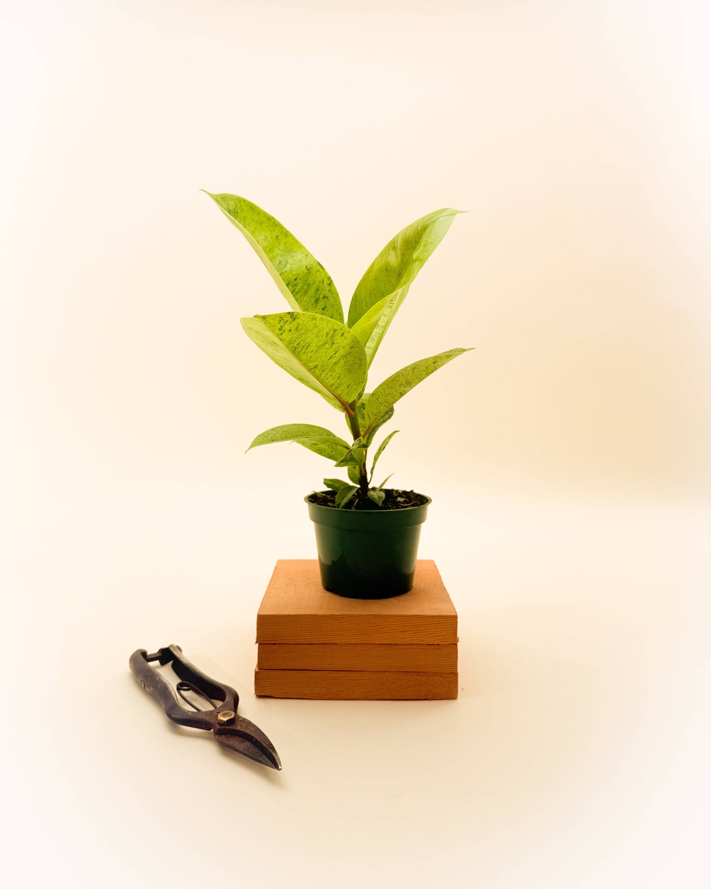 5” Ficus 'Shivereana'