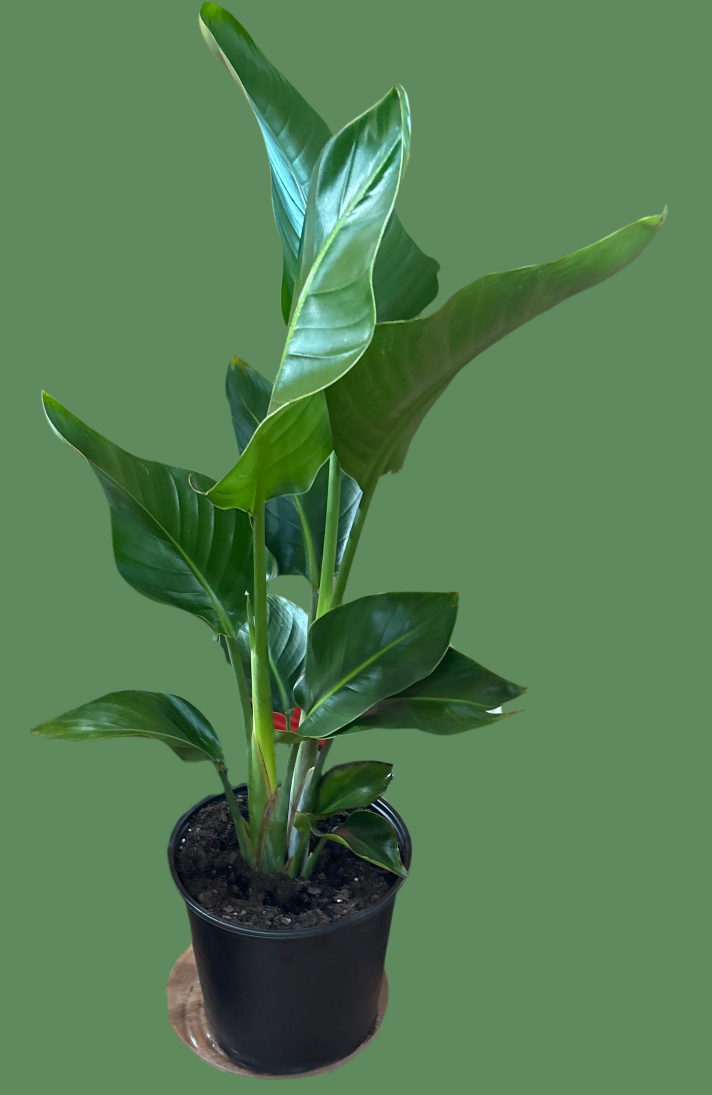 Bird of Paradise