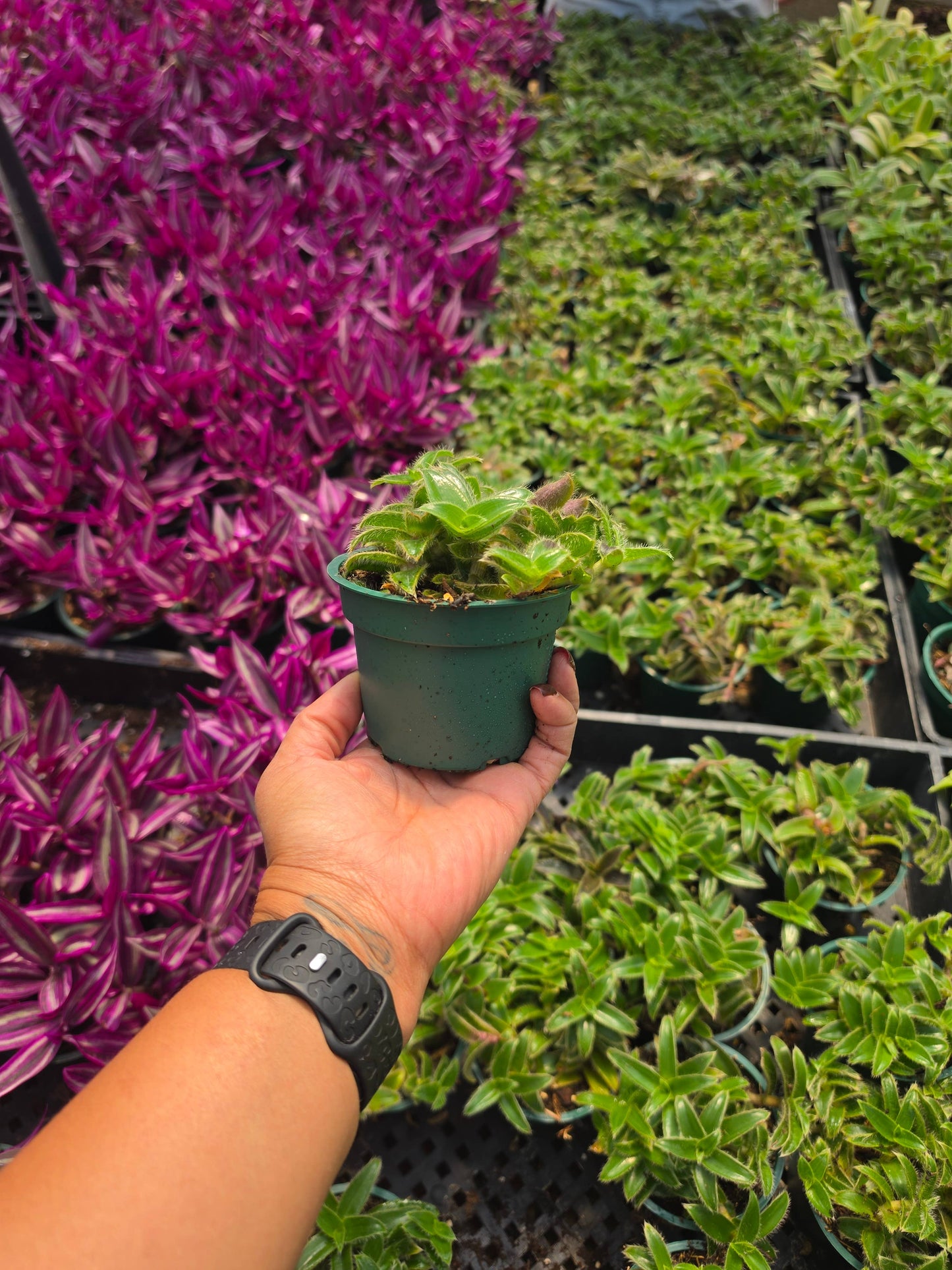 Tradescantia Kitten Ears