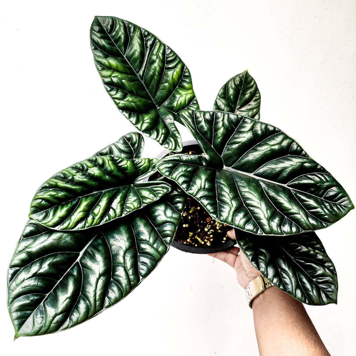 Alocasia Quilted Dreams. Starter