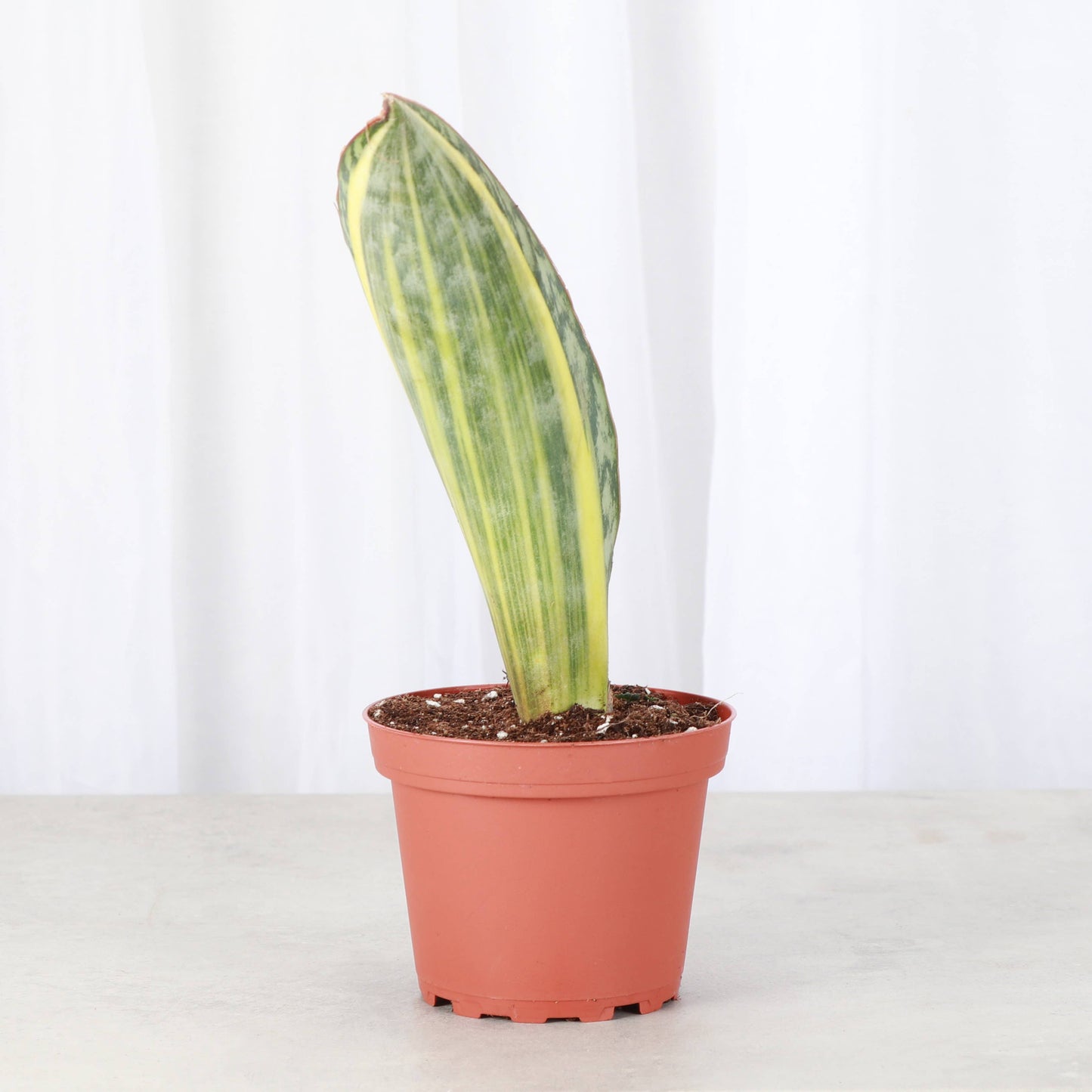 Variegated Whale Fin Snake Plant - Live Plant - Rare