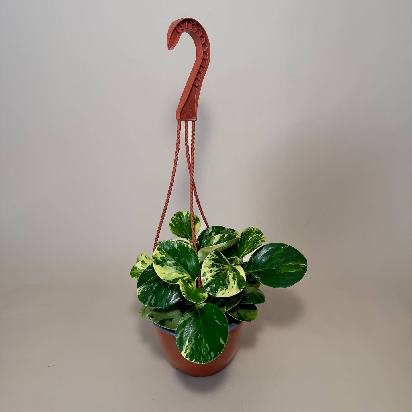 PEPEROMIA Obtusifolia ‘Marble’ Live Plant HB 6in