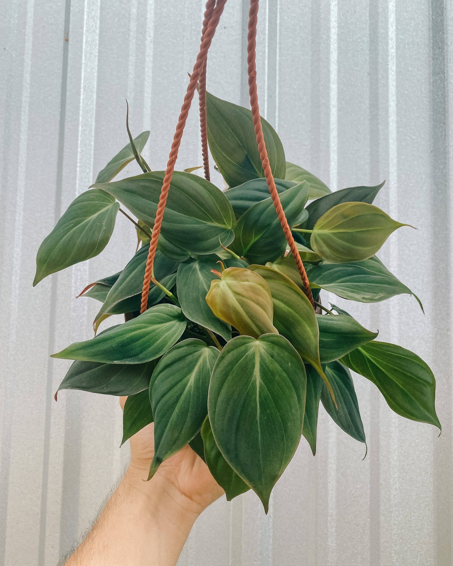 6" Philodendron 'Micans' (Hanging Basket)