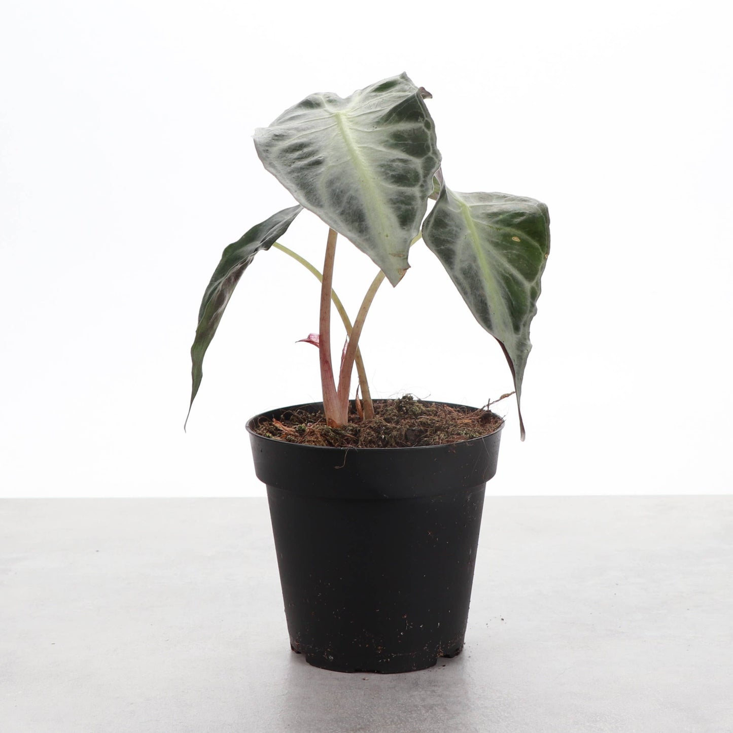 Alocasia Venom - 4" Live Plant