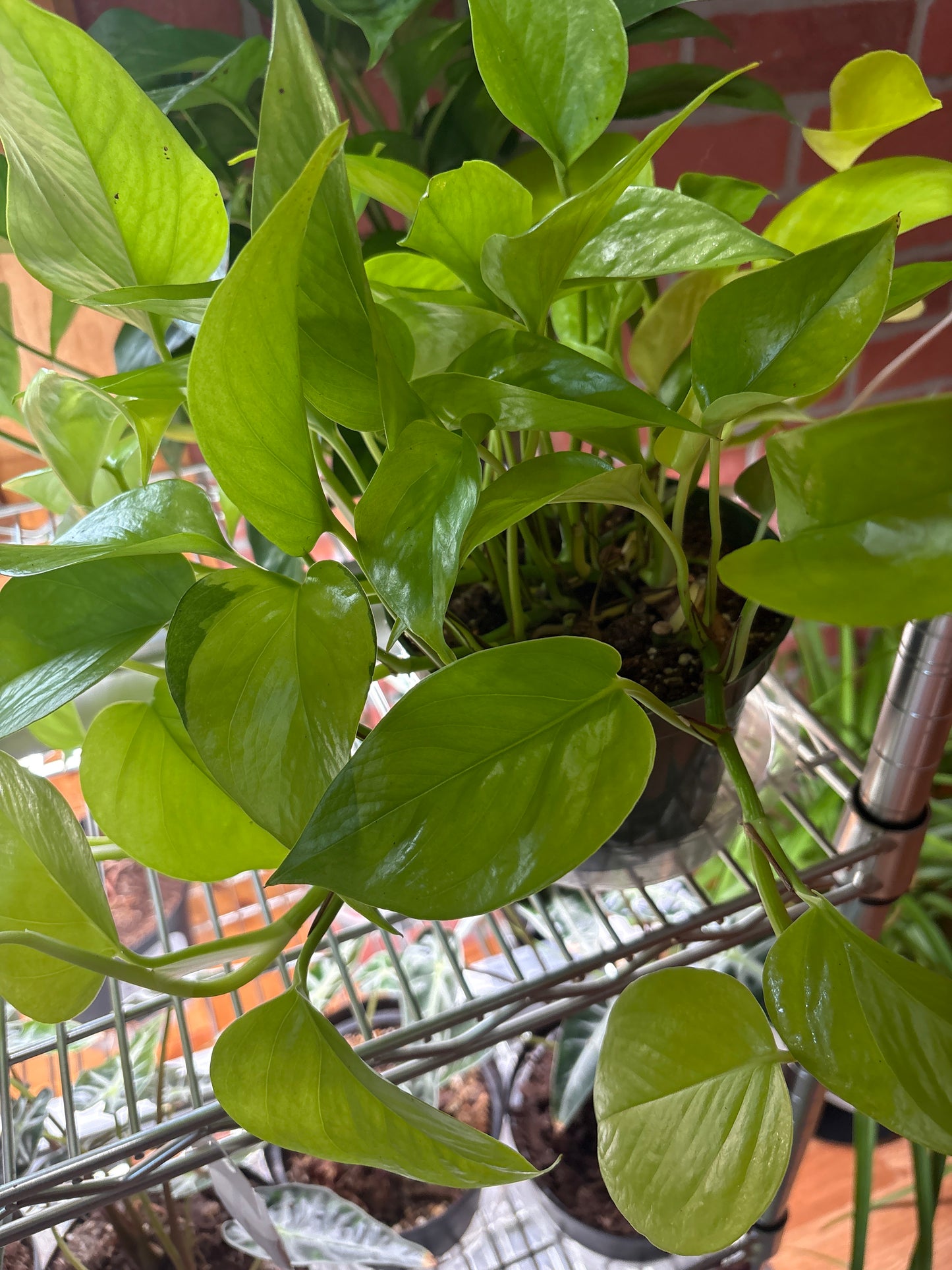 Pole Dancing class for Plants Saturday, June 14, 2025