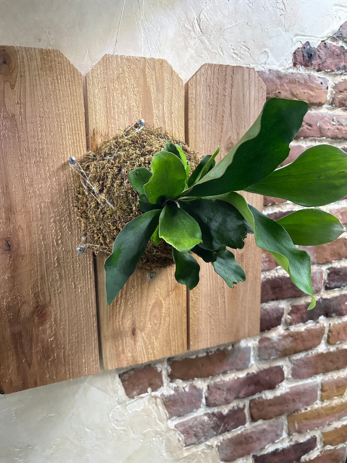 Staghorn Fern Mounting Class