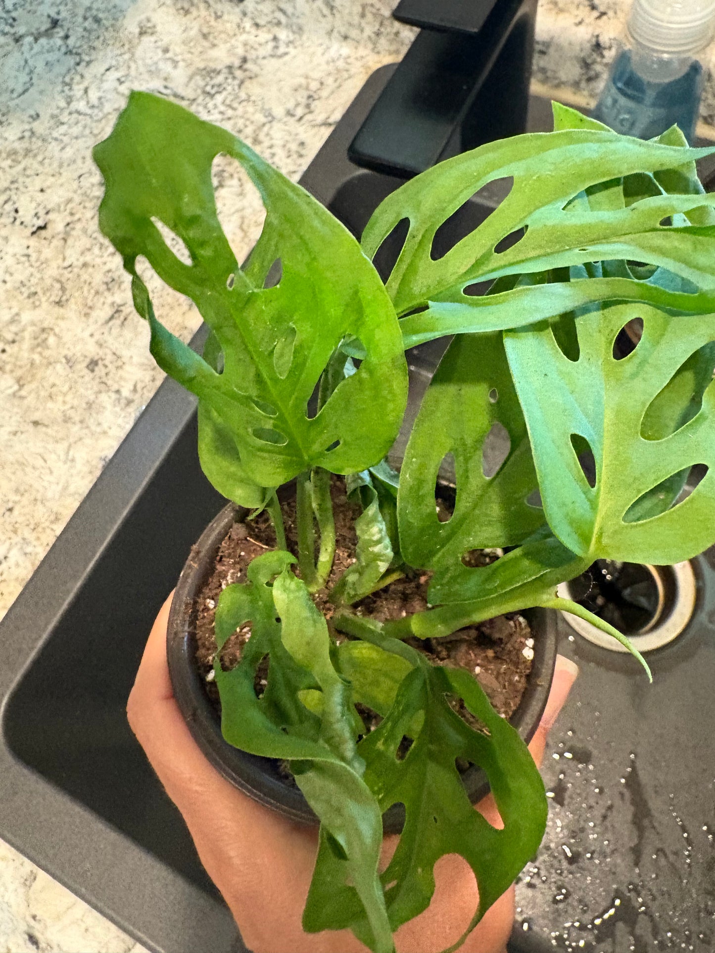 Monstera Esqueleto