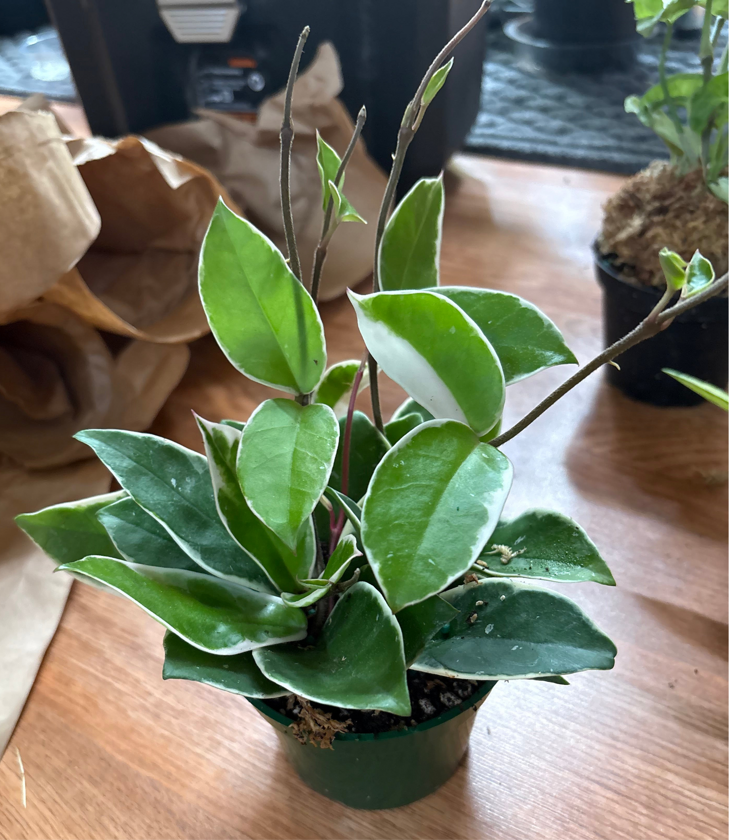 Hoya “Krimson Queen”