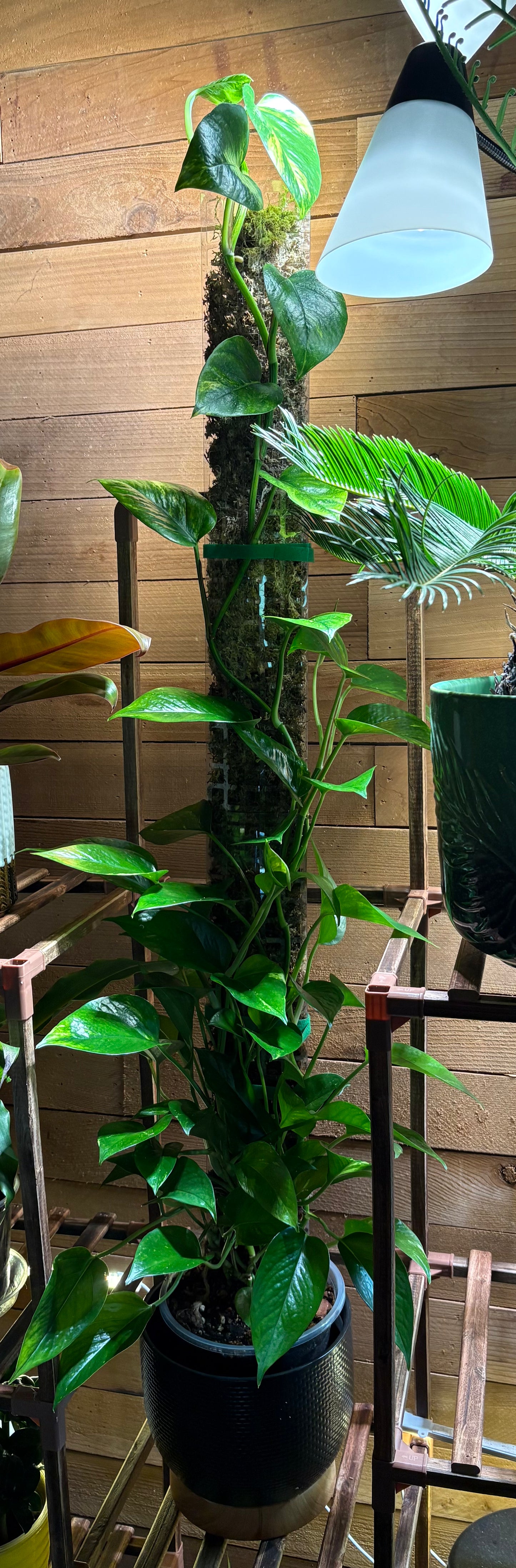 Pole Dancing class for Plants Saturday, June 14, 2025