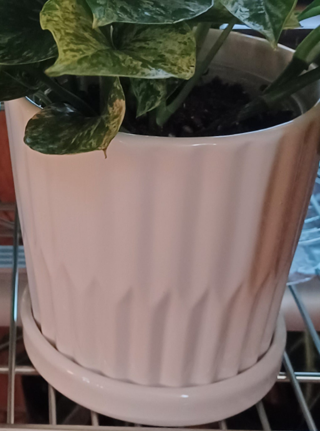 6" Ceramic Cover Pot (works for 5" to 6" Nursery pot but not 6" azalea pot). PLANT priced Separately