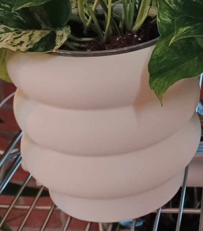 6" Ceramic Cover Pot (works for 5" to 6" Nursery pot but not 6" azalea pot). PLANT priced Separately