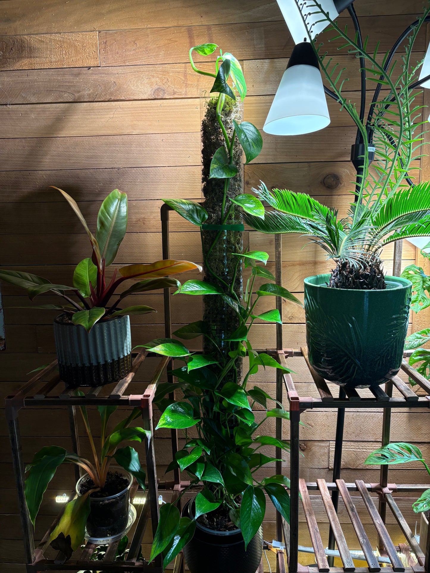 Pole Dancing class for Plants Saturday, June 14, 2025