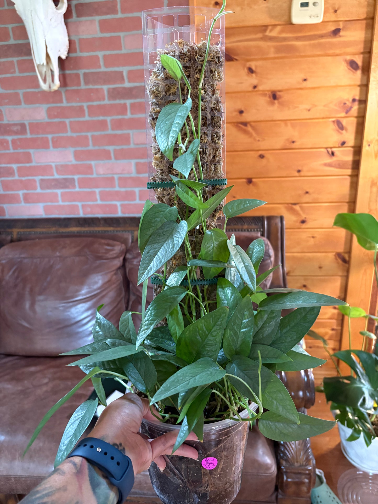 Pole Dancing class for Plants Saturday, June 14, 2025
