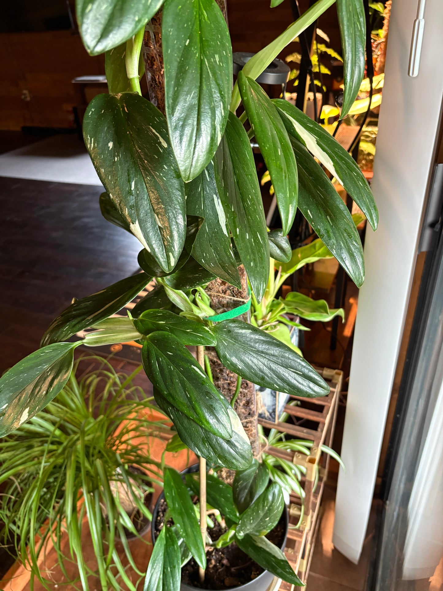 Pole Dancing class for Plants Saturday, June 14, 2025