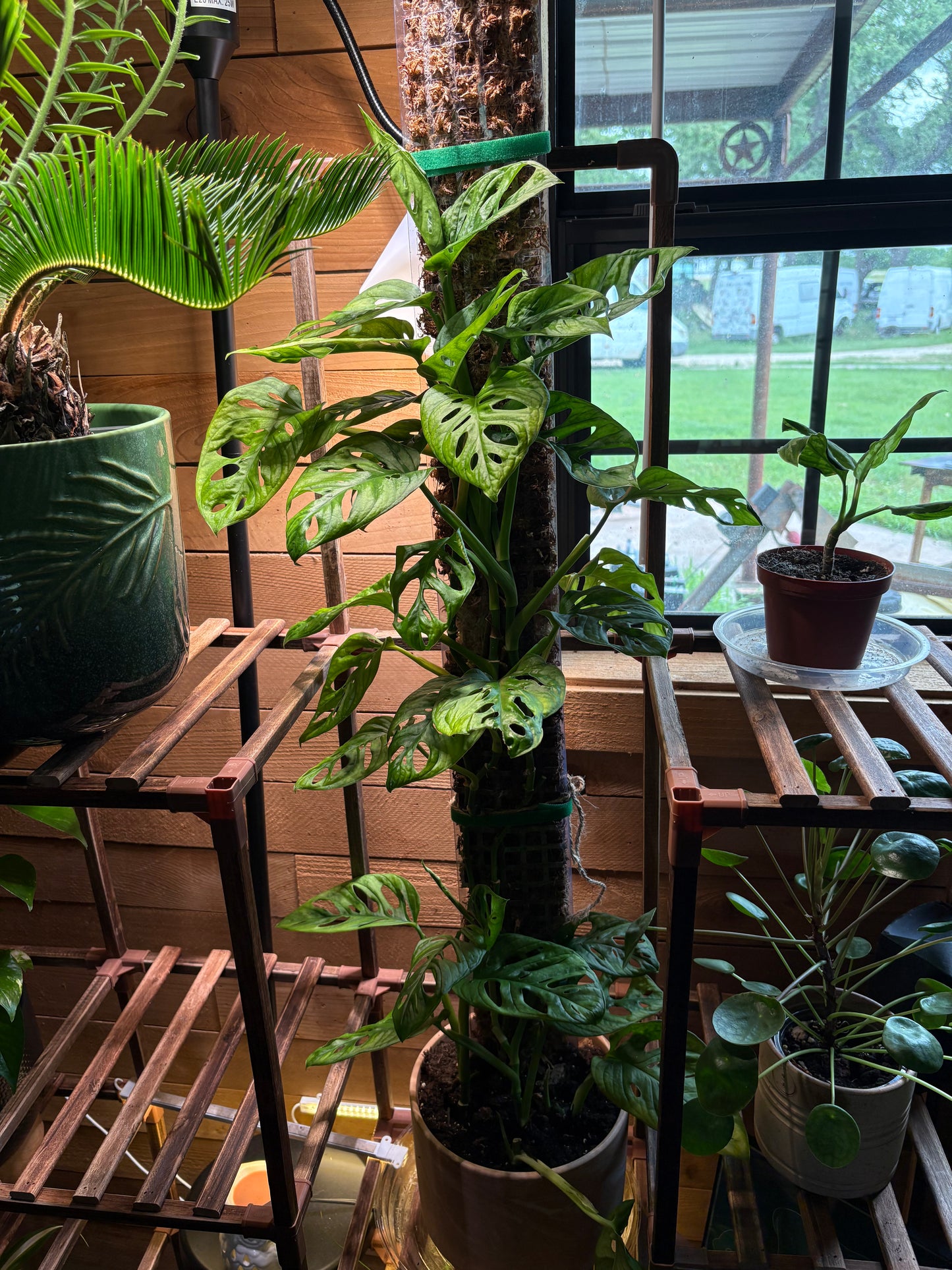 Pole Dancing class for Plants Saturday, June 14, 2025