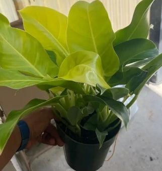 Philodendron Moonlight 7" pot