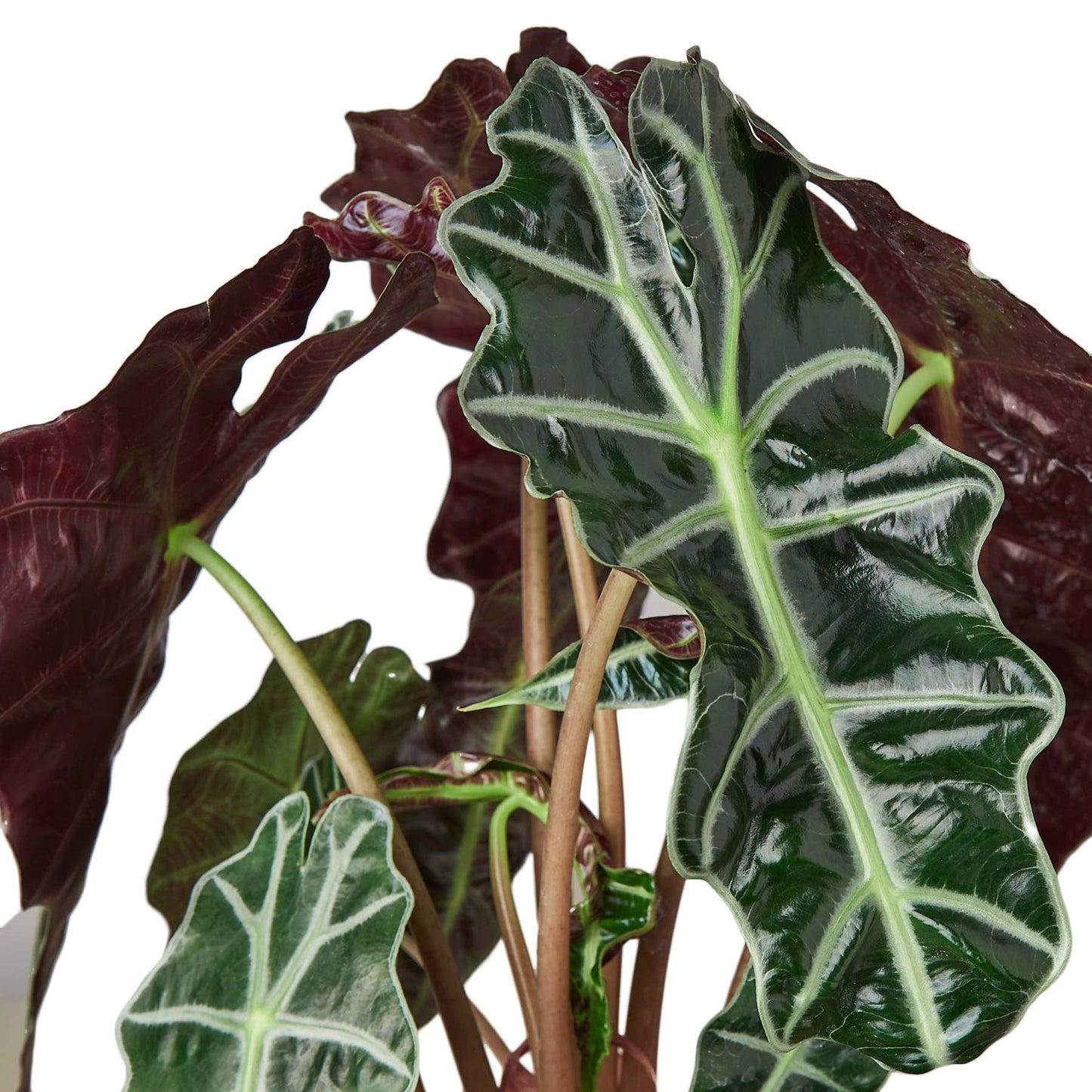 ALOCASIA AFRICAN MASK 6-inch aka Polly