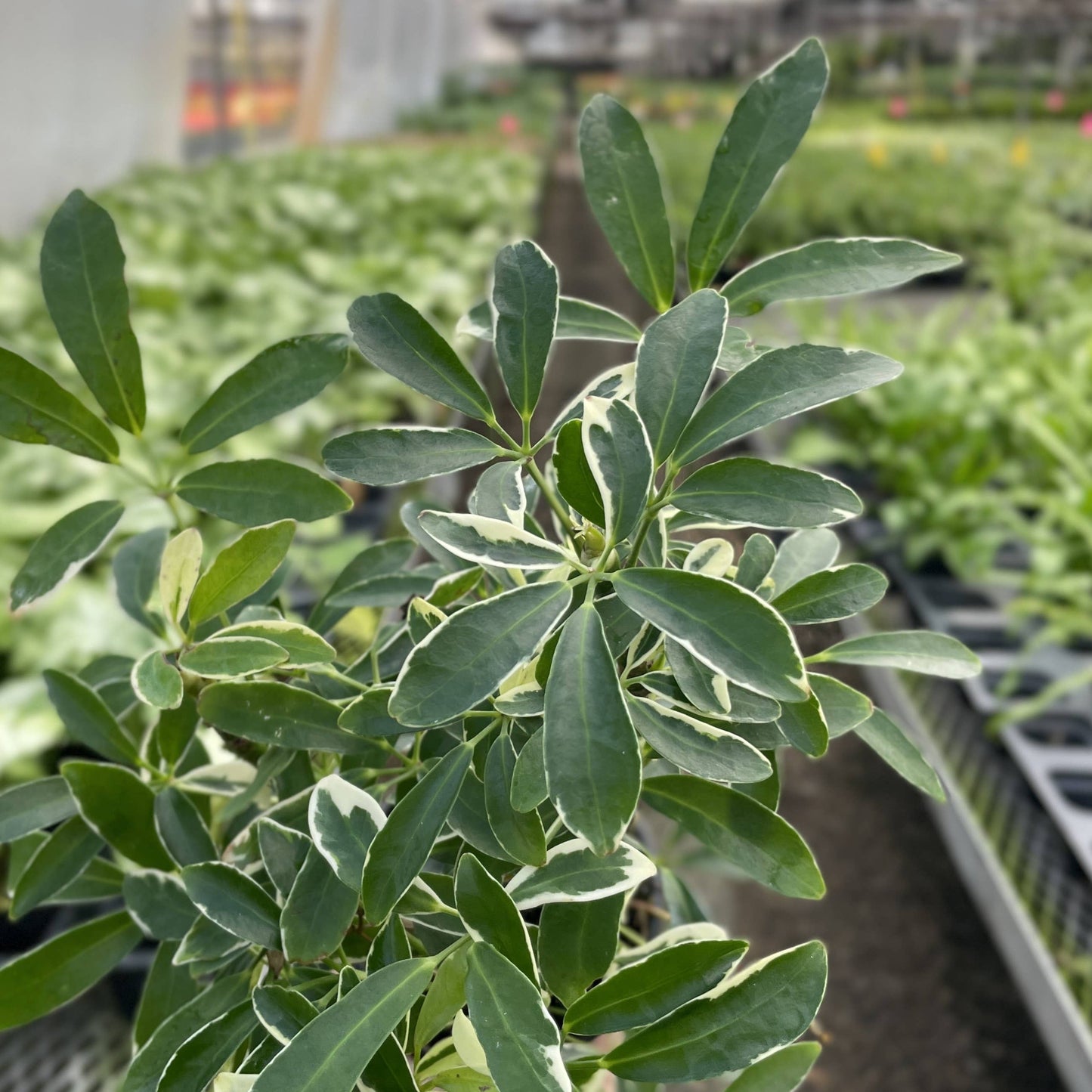 Variegated Schefflera Arboricola - Live Plant