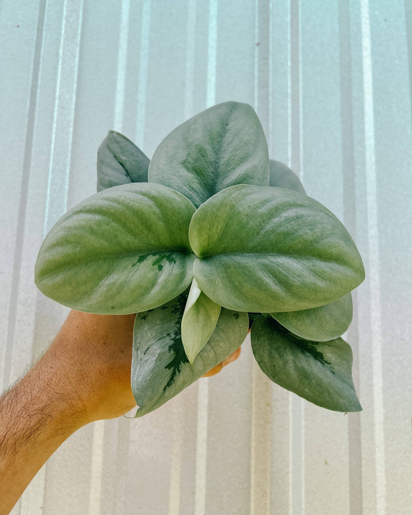 4" Scindapsus Pictus 'Platinum'